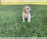 Small Photo #2 Labradoodle Puppy For Sale in AGRICOLA, MS, USA