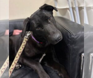 Labrador Retriever-Unknown Mix Dogs for adoption in GILBERTS, IL, USA