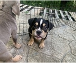 Small Photo #8 American Bully Puppy For Sale in COLLEGE PARK, MD, USA