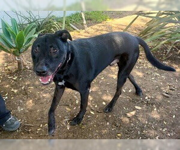 Medium Photo #6 Labrador Retriever-Unknown Mix Puppy For Sale in San Diego, CA, USA