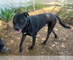 Small #5 Labrador Retriever Mix
