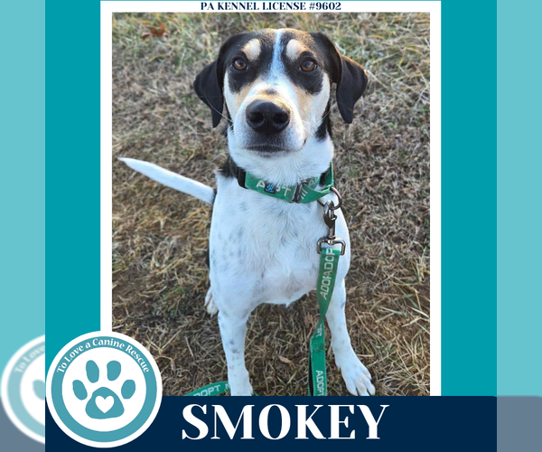 Medium Photo #1 Beagle-Unknown Mix Puppy For Sale in Kimberton, PA, USA