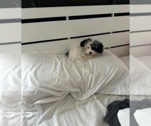 Biewer Terrier Puppy for Sale in PALMYRA, Virginia USA