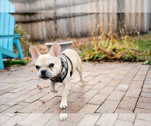 Brussels - Male French Bulldog Dog for Adoption - Photo #5