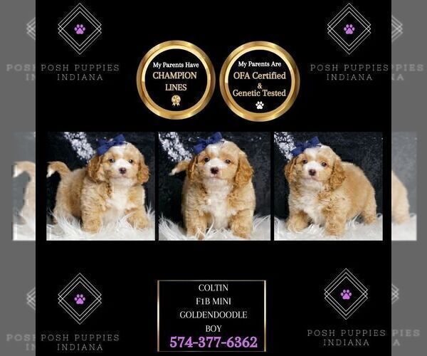 Medium Photo #73 Goldendoodle (Miniature) Puppy For Sale in WARSAW, IN, USA
