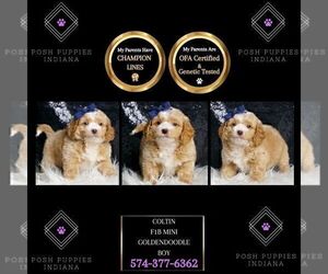 Medium Goldendoodle (Miniature)