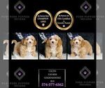 Puppy Coltin F1B Goldendoodle (Miniature)