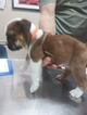 Small Photo #10 Bulldog Puppy For Sale in PLANO, TX, USA