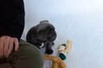 Small Photo #4 French Bulldog Puppy For Sale in FAYETTEVILLE, AR, USA
