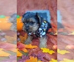 Puppy Churro Yorkshire Terrier