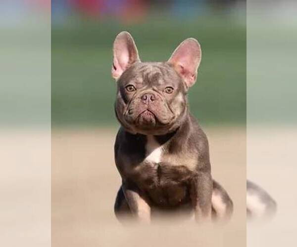 Medium Photo #1 French Bulldog Puppy For Sale in POWDER SPRINGS, GA, USA