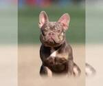 Small Photo #1 French Bulldog Puppy For Sale in POWDER SPRINGS, GA, USA