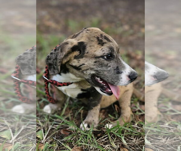Medium Photo #5 Dachsahoula Puppy For Sale in Wakefield, RI, USA