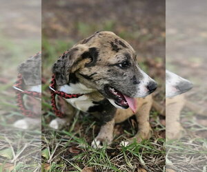Clarabelle *LOCAL* - Female Dachsahoula Dog for Adoption - Photo #5