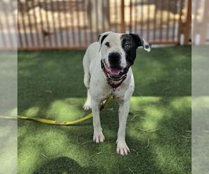 CHANCE - Male Mutt Dog for Adoption - Photo #2