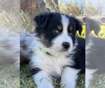Small Photo #9 Australian Shepherd Puppy For Sale in BALDWIN, GA, USA