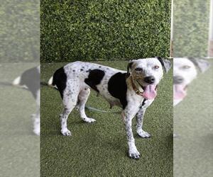 Catahoula Leopard Dog-Unknown Mix Dogs for adoption in Naples, FL, USA