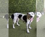 Small Catahoula Leopard Dog Mix