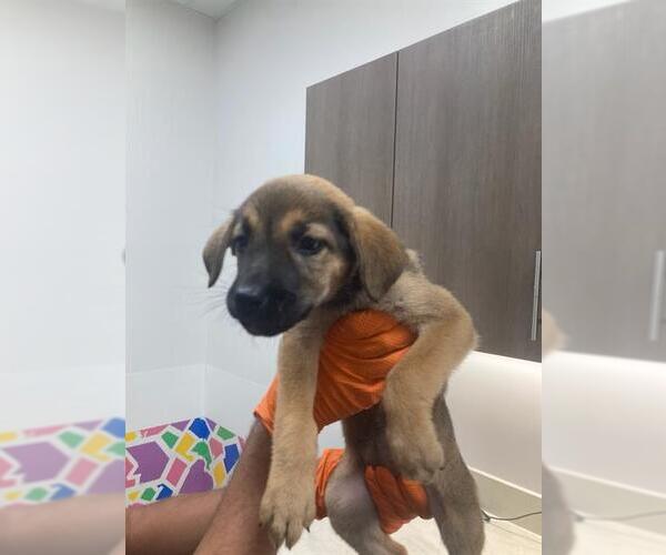 Medium Photo #1 Labrador Retriever-Unknown Mix Puppy For Sale in Baytown, TX, USA