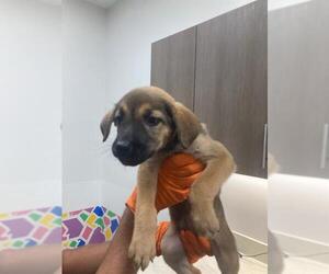 Labrador Retriever-Unknown Mix Dogs for adoption in Baytown, TX, USA