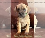 Small Photo #13 Cane Corso Puppy For Sale in LA PLATA, MD, USA