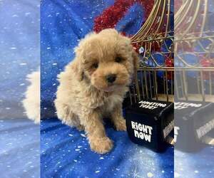 Poodle (Miniature) Puppy for sale in INDIANAPOLIS, IN, USA
