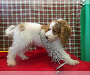 Cock-A-Poo Puppy for sale in PATERSON, NJ, USA