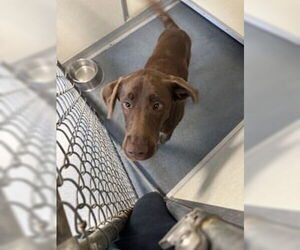 Labrador Retriever Dogs for adoption in Glen Allen, VA, USA