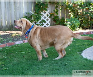 Clifford - Male Labrador Retriever Dog for Adoption - Photo #3