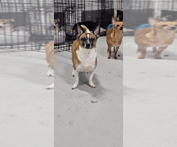 Medium Photo #3 Rat Terrier-Unknown Mix Puppy For Sale in Studio City, CA, USA