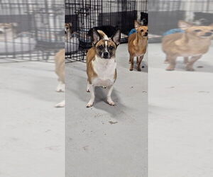 Cosmic Crisp #5055 - Male Rat Terrier-Unknown Mix Dog for Adoption - Photo #3