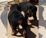 Small #4 Rottweiler