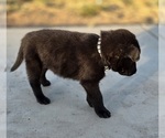 Small Photo #5 Belgian Malinois Puppy For Sale in HIGHLAND, CA, USA