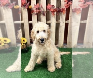 Irish Doodle Puppy for Sale in DUNDEE, Ohio USA
