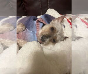 Mutt Dogs for adoption in Sioux Falls, SD, USA