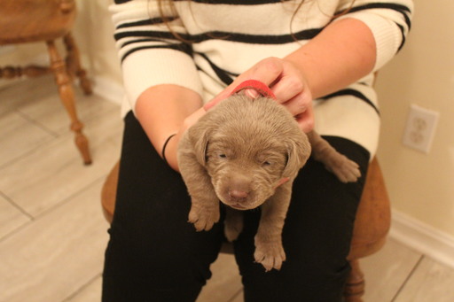 Medium Photo #8 Labrador Retriever Puppy For Sale in MANASSAS, VA, USA