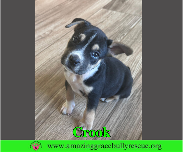 Medium Photo #10 American Staffordshire Terrier-Beagle Mix Puppy For Sale in Milton, FL, USA