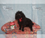 Small #3 Poodle (Toy)