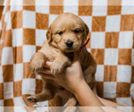 Small #3 Golden Retriever