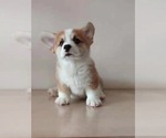 Small #3 Pembroke Welsh Corgi