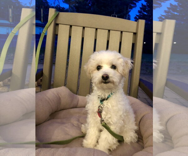 Medium Photo #1 Poochon Puppy For Sale in St. Louis Park, MN, USA