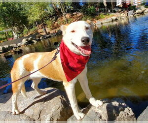 George - Male Aussiedor Dog for Adoption - Photo #2