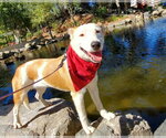 Small Photo #2 Aussiedor Puppy For Sale in Fresno, CA, USA