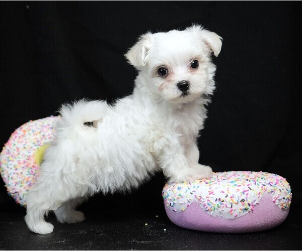 Medium Photo #6 Maltese Puppy For Sale in ROCK VALLEY, IA, USA