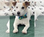 Small Photo #5 Jack Russell Terrier Puppy For Sale in Bon Carbo, CO, USA