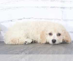 Poochon Puppy for sale in RED LION, PA, USA