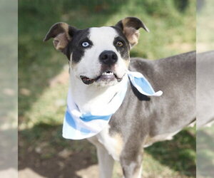 American Staffordshire Terrier-Unknown Mix Dogs for adoption in San Antonio, TX, USA
