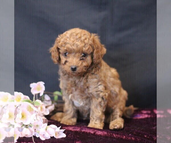 Medium Photo #5 Cavapoo (Miniature) Puppy For Sale in MILLERSTOWN, PA, USA