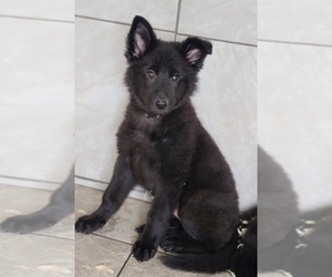 German Shepherd Dog Puppy for sale in WARREN, MA, USA