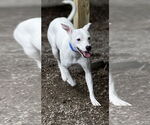 Small #2 Mutt